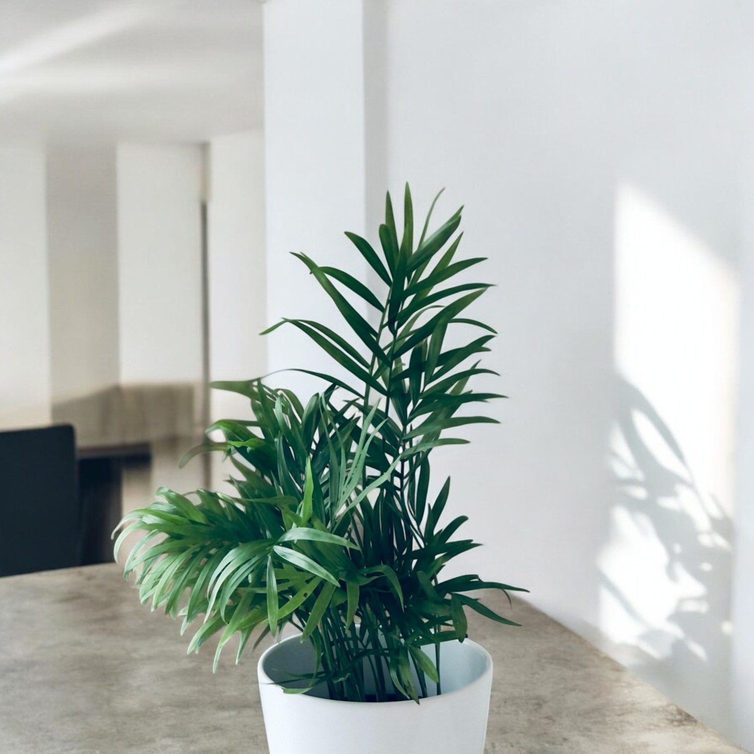 Areca Palm (Dypsis lutescens) Live Plant for Inddor and Outdoor